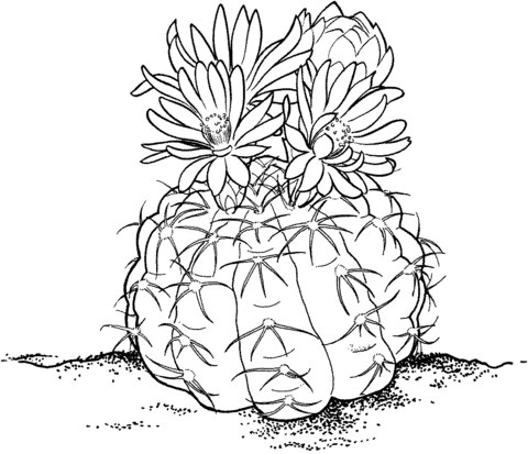 Gymnocalycium Or Chin Cactus Coloring Page